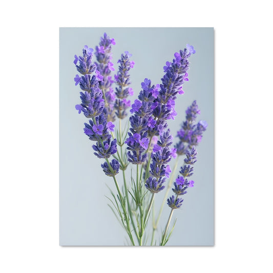 Poster Lavande Éthérée