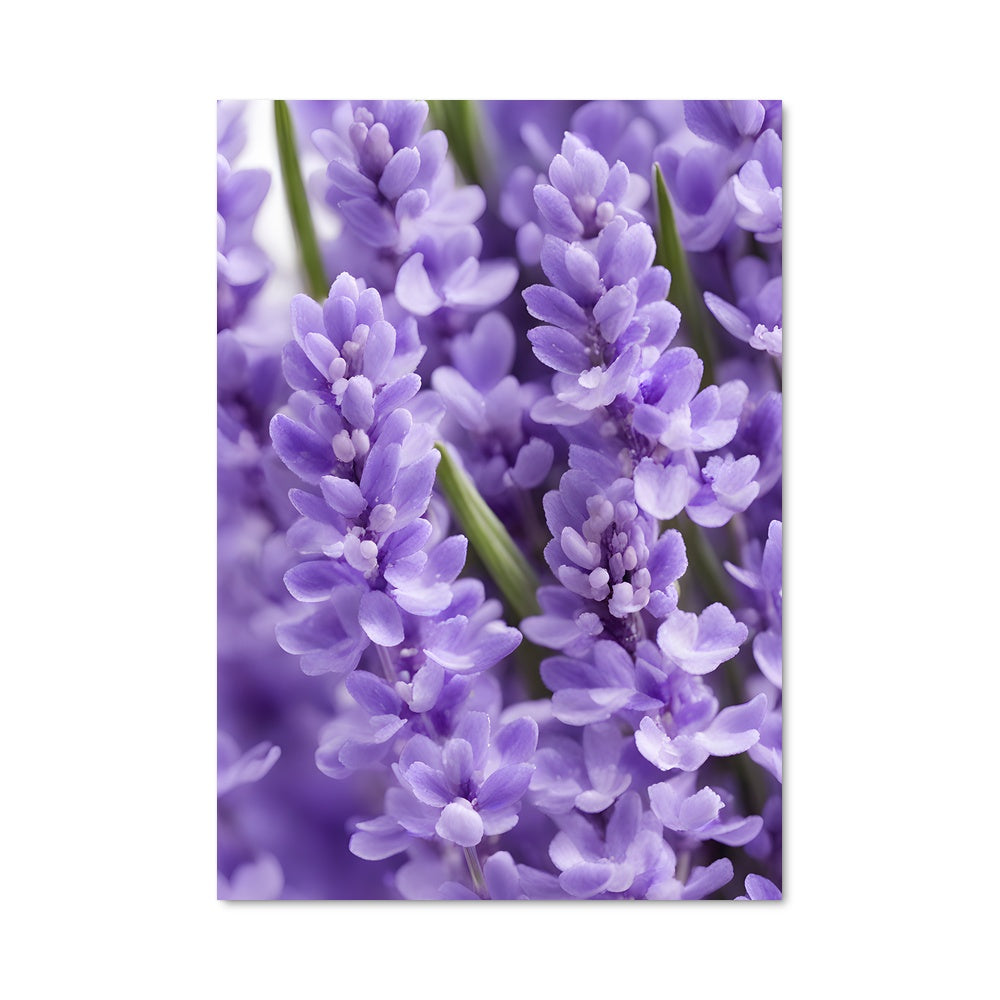 Poster Douceur Lavande