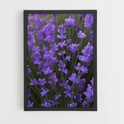 ap-lavender-6 cadre Noir