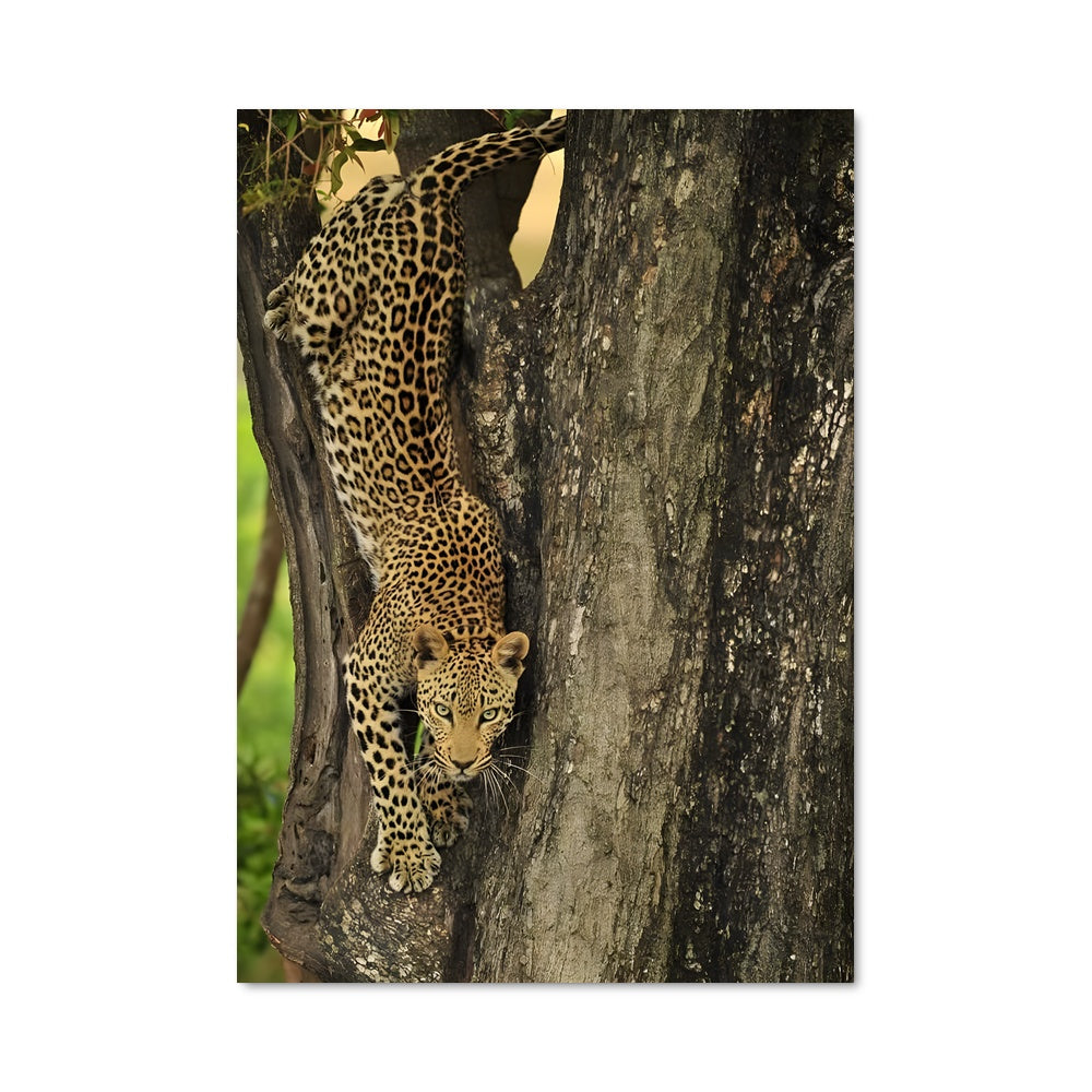 Poster Léopard Grimpant