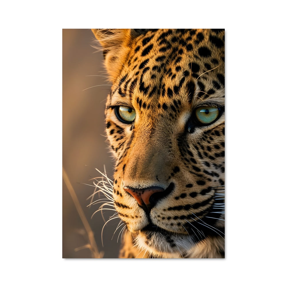 Poster Regard de Léopard