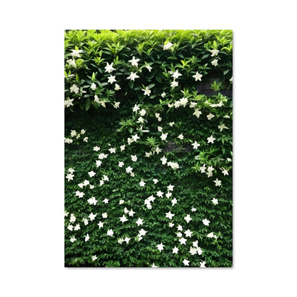 Poster Liana 97112