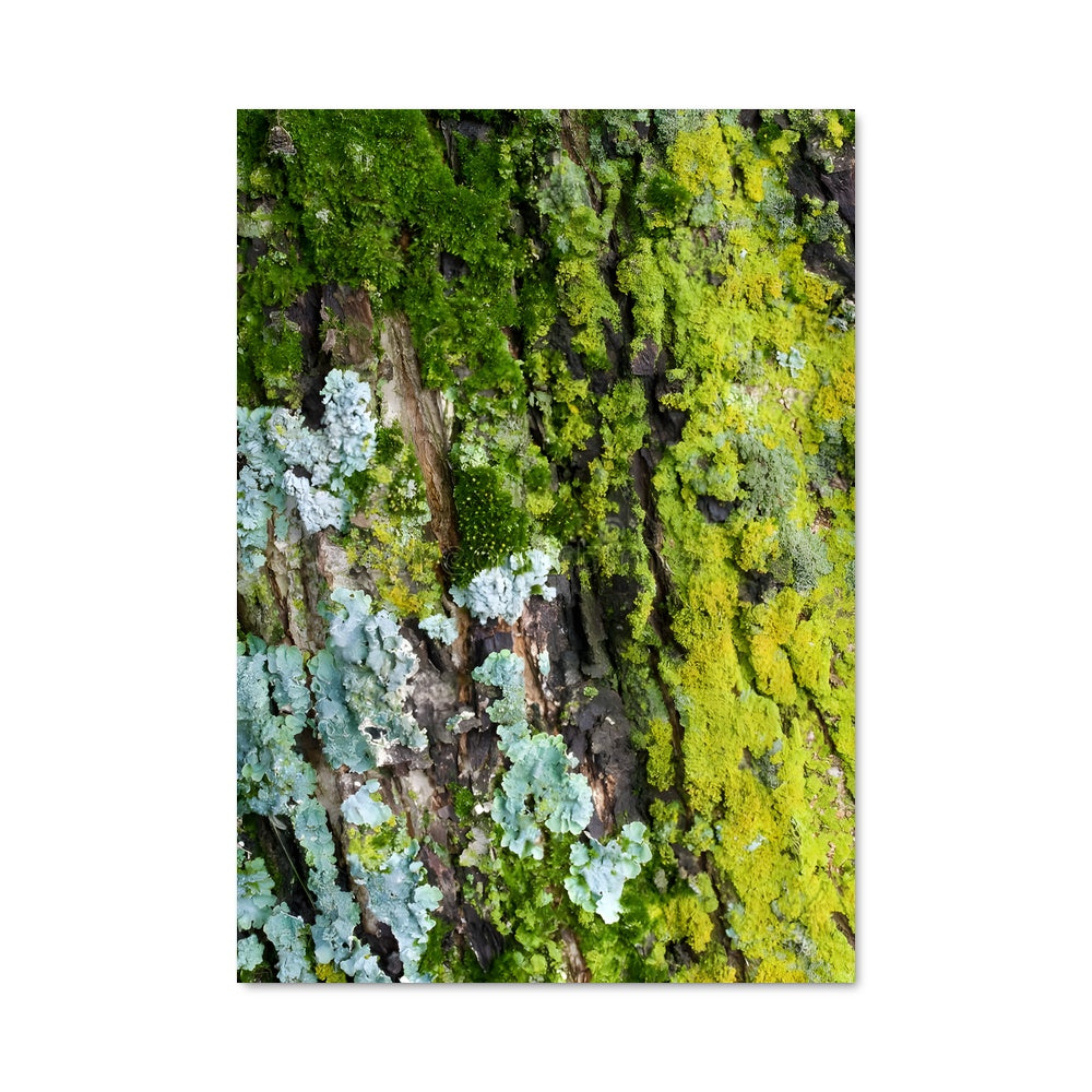 Poster Lichen Mystique