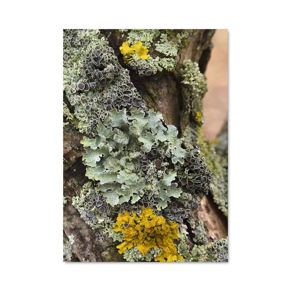 Poster Lichen et Mystères