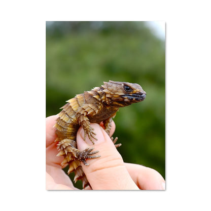 Poster Compagnon Lézard