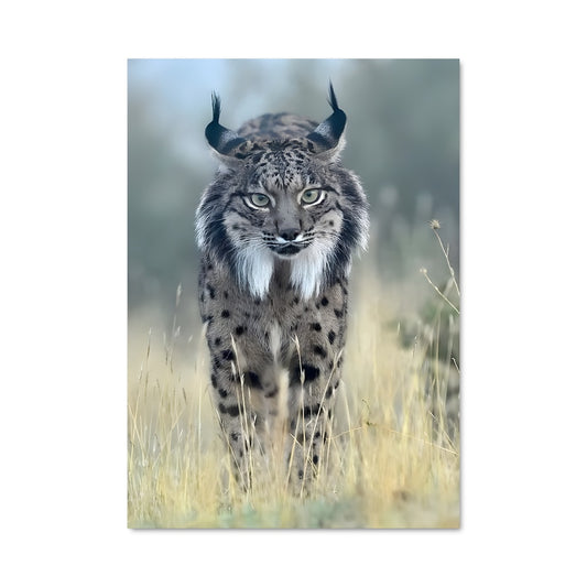 Poster Lynx dans les Graminées
