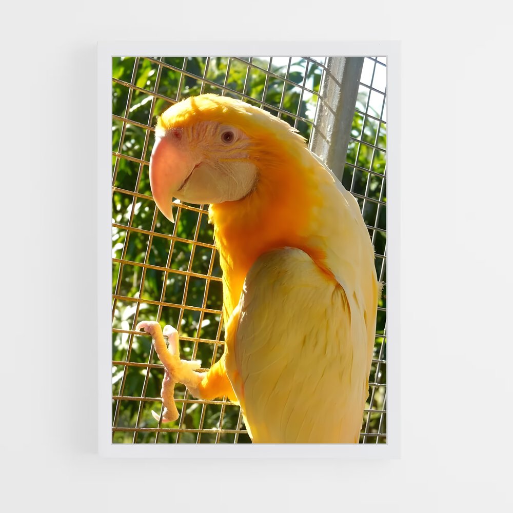 ap-macaw-3 cadre Blanc