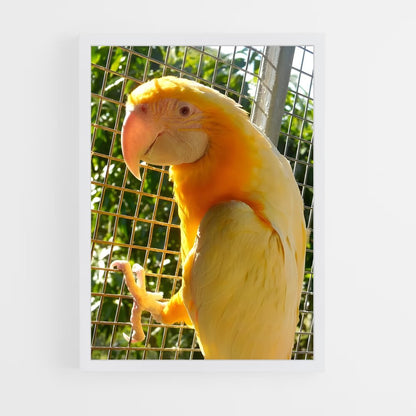 ap-macaw-3 cadre Blanc