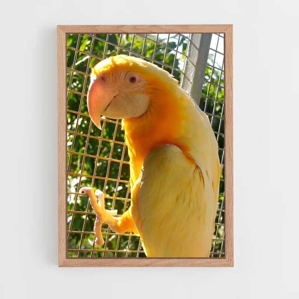 ap-macaw-3 cadre Bois clair