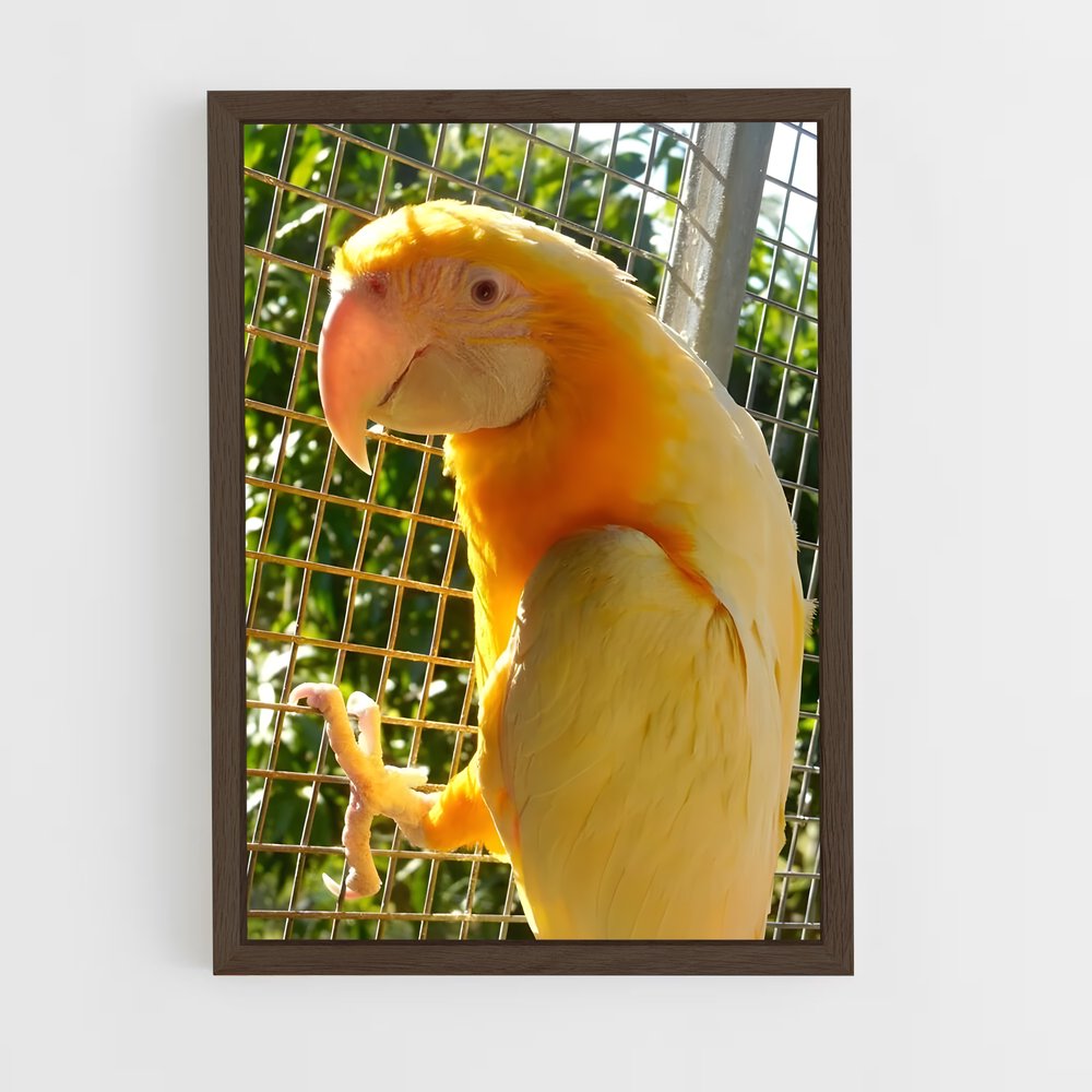 ap-macaw-3 cadre Bois foncé
