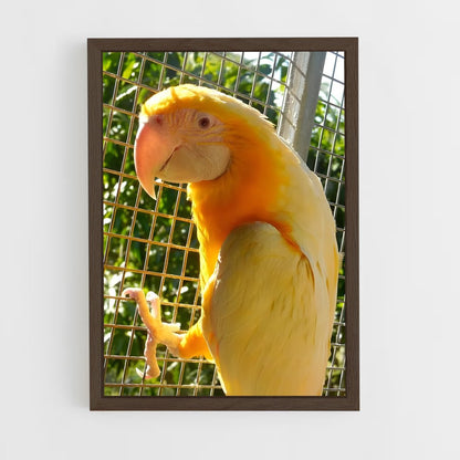 ap-macaw-3 cadre Bois foncé