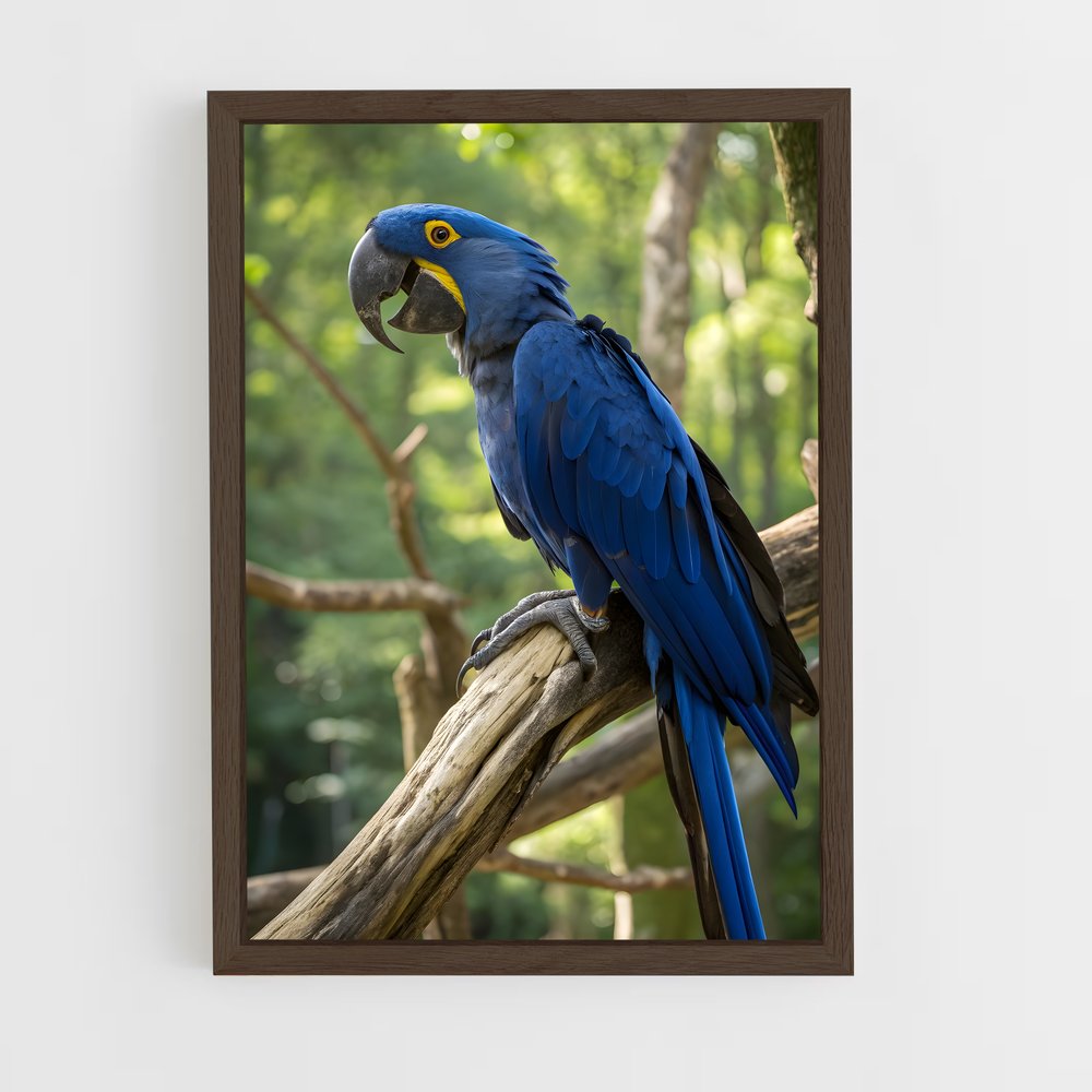 ap-macaw-4 cadre Bois foncé