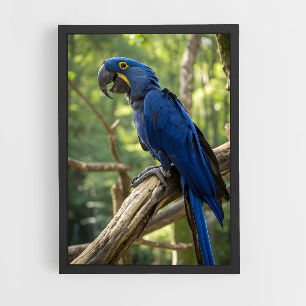 ap-macaw-4 cadre Noir