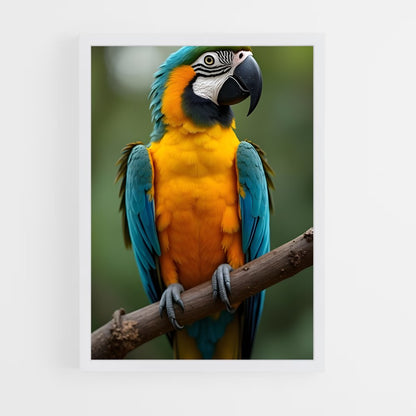 ap-macaw-5 cadre Blanc