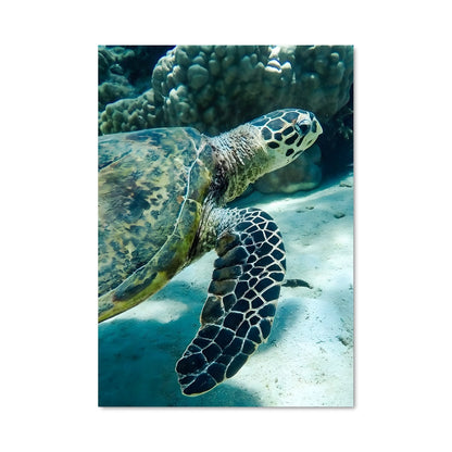 Poster La Danse de la Tortue