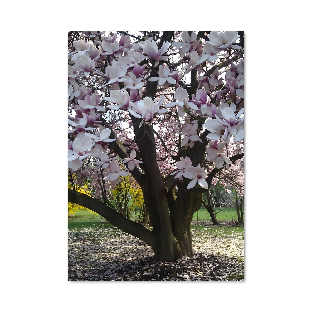 Poster Magnolia 96963