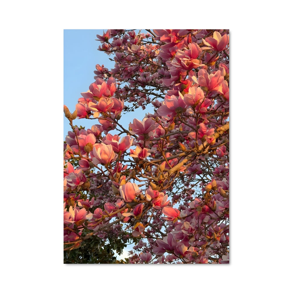 Poster Magnolia 96965