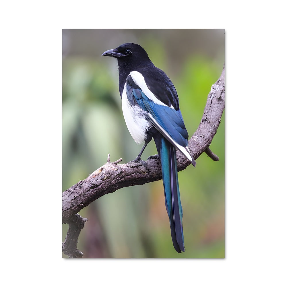 Poster Chant de l'Éclectique