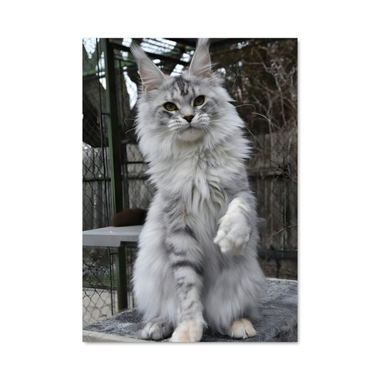 Poster Le Maine Coon Majestueux