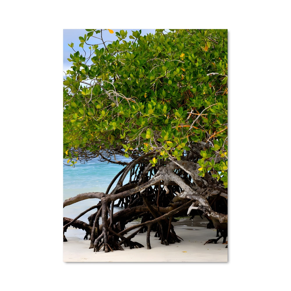 Poster Écorce Marine