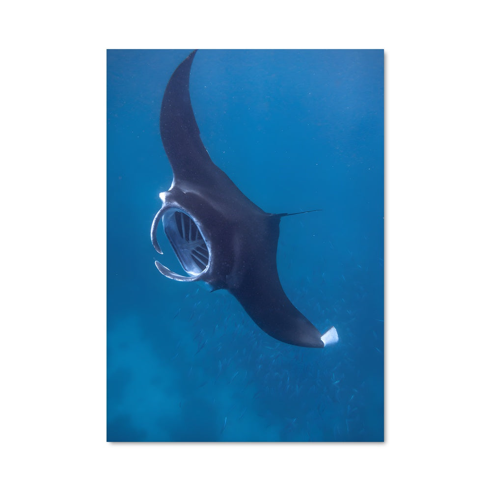 Poster Ombre des Mers