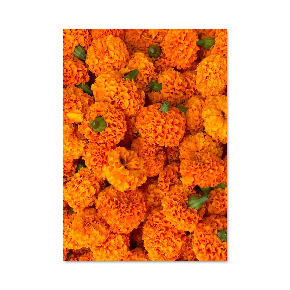Poster Panier de Marigolds