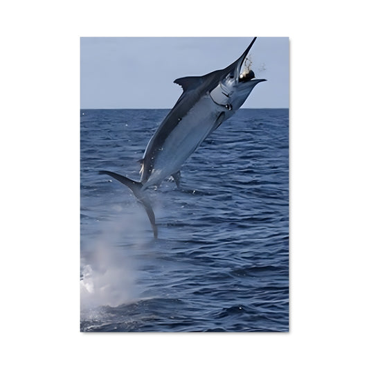 Poster Saut du Marlin