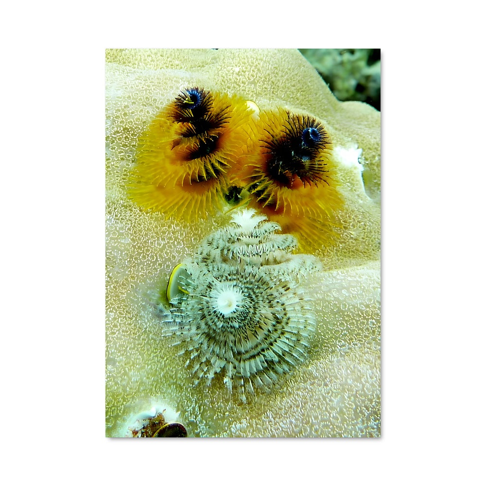 Poster Les Ours de Marovo