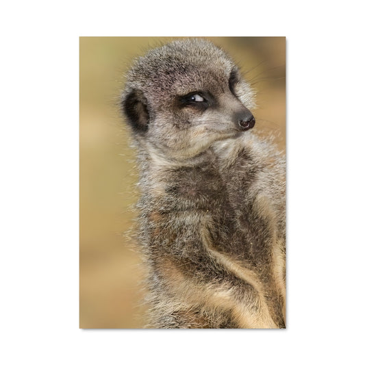 Poster Regard de Suricate