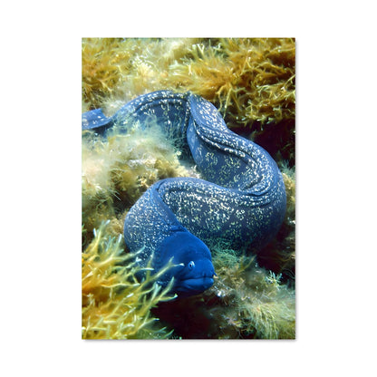 Poster Duo de Murènes