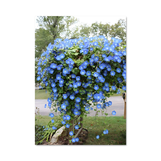 Poster Éclat de Matin