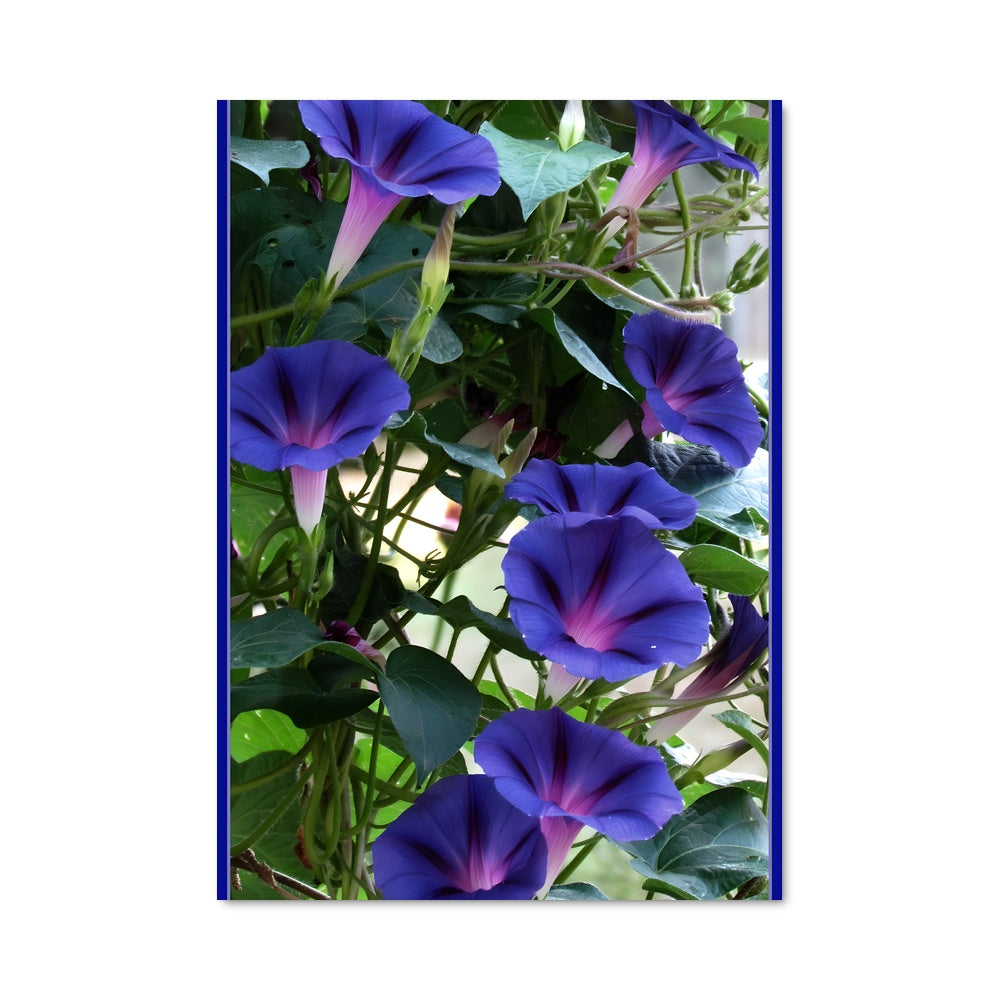 Poster Fleur de L’Aube