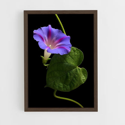 ap-morning glory-3 cadre Bois foncé