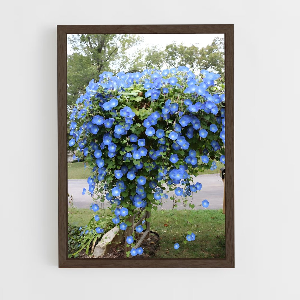 ap-morning glory-5 cadre Bois foncé