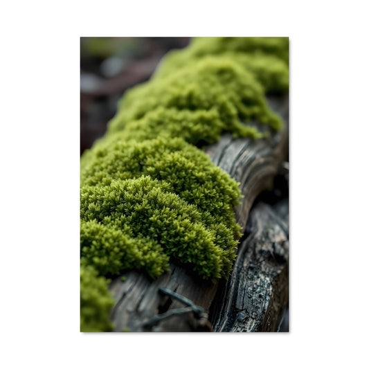 Poster La Vie en Mousse