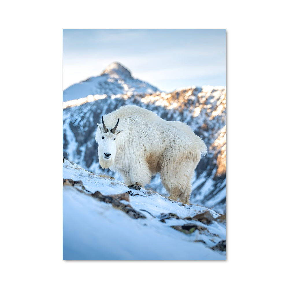 Poster La Chèvre des Cimes