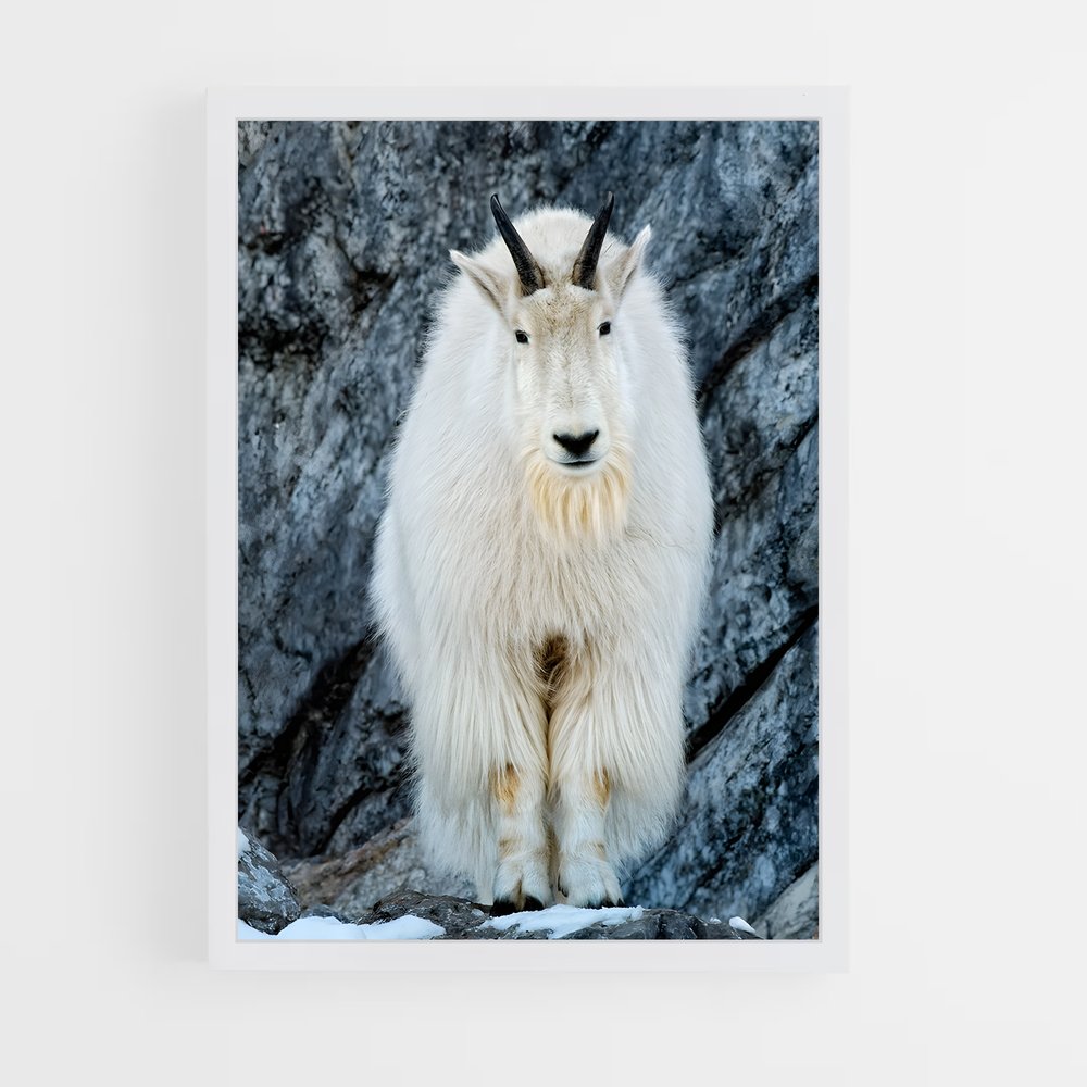 ap-mountain goat-5 cadre Blanc