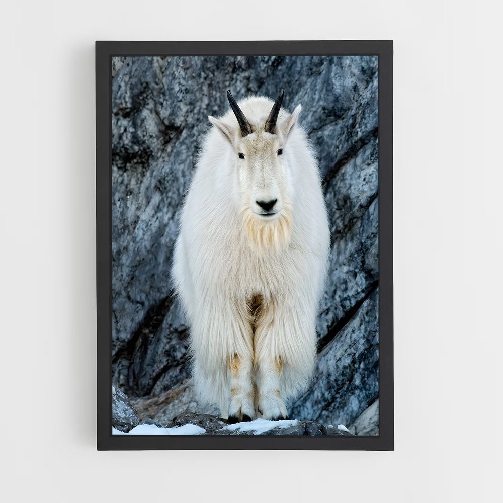 ap-mountain goat-5 cadre Noir