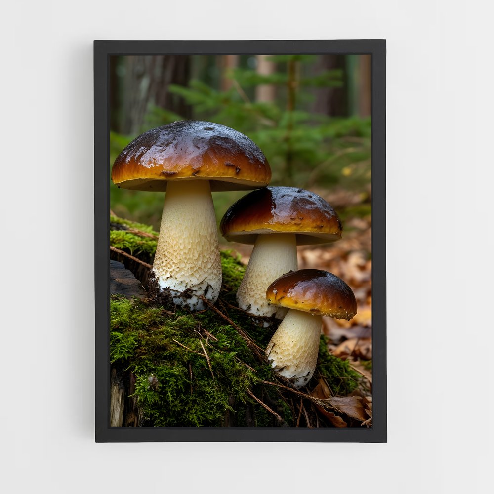 ap-mushroom-4 cadre Noir