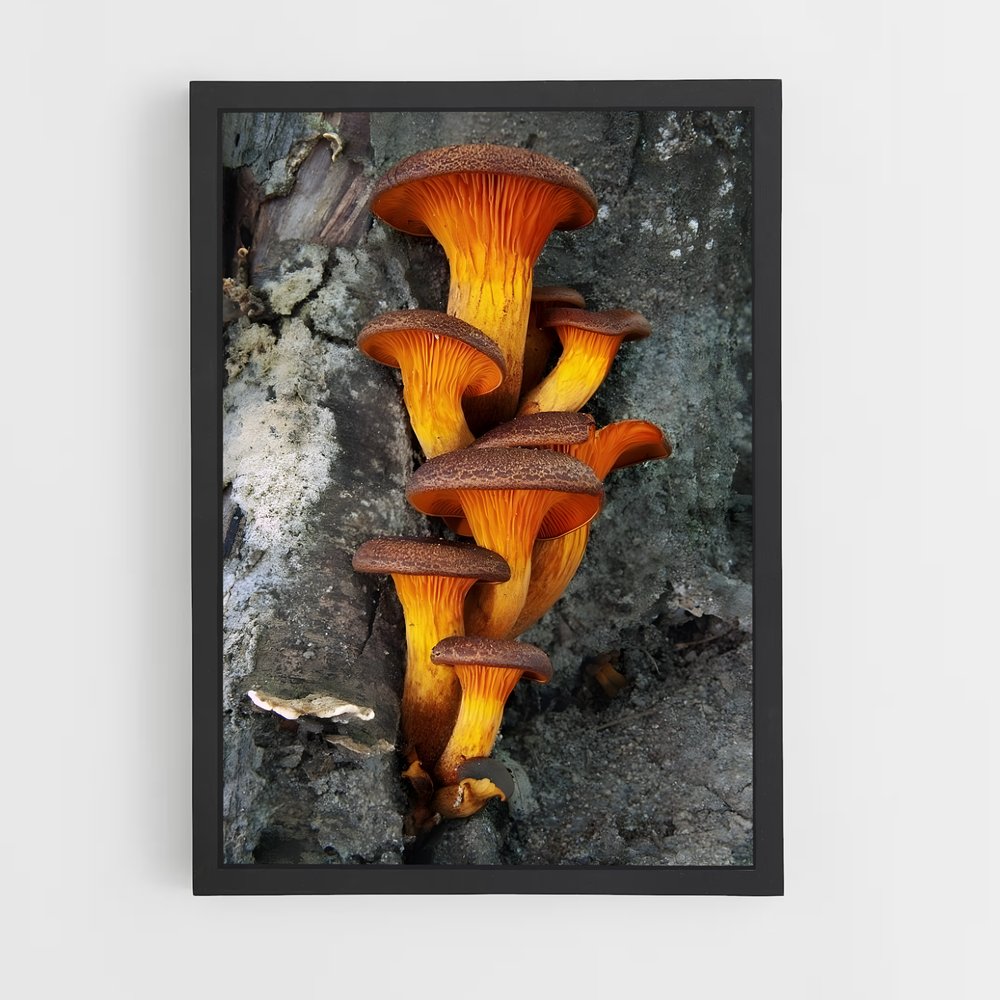 ap-mushroom-5 cadre Noir