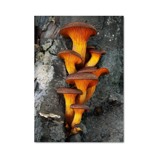 Poster Mushroom 94171