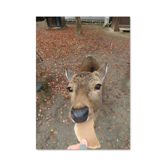 Poster Délice de Nara