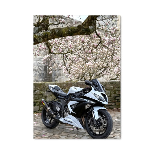 Poster Ninja en Liberté