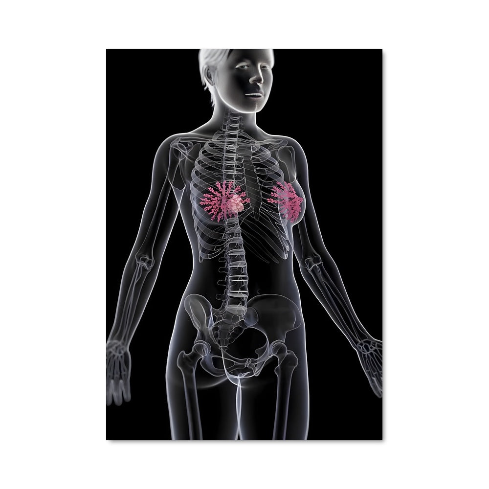 Poster Anatomie Éclairée