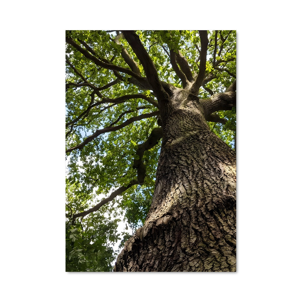 Poster Chêne Majestueux