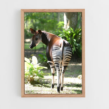 ap-okapi wildlife reserve-1 cadre Bois clair
