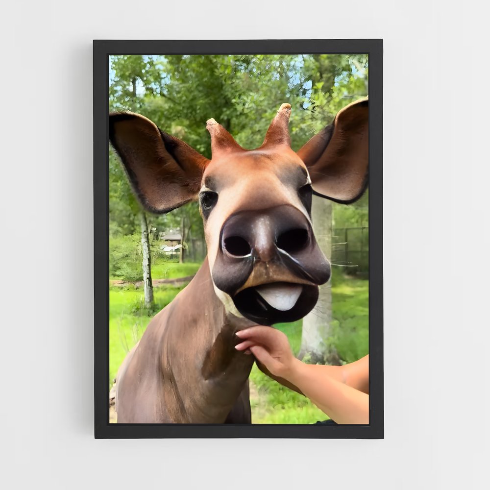 ap-okapi wildlife reserve-4 cadre Noir