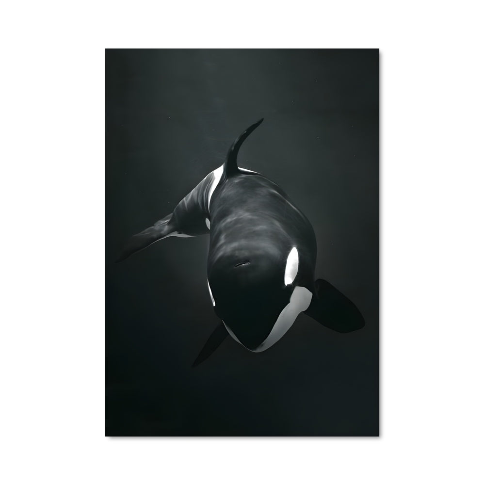 Poster Orca Majesty