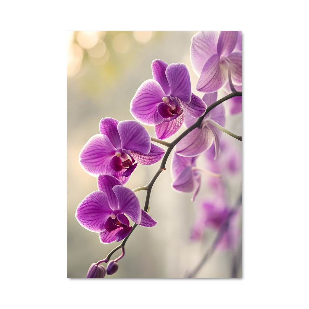 Poster Orchidée Mystique