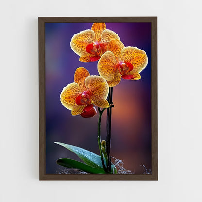 ap-orchid-7 cadre Bois foncé